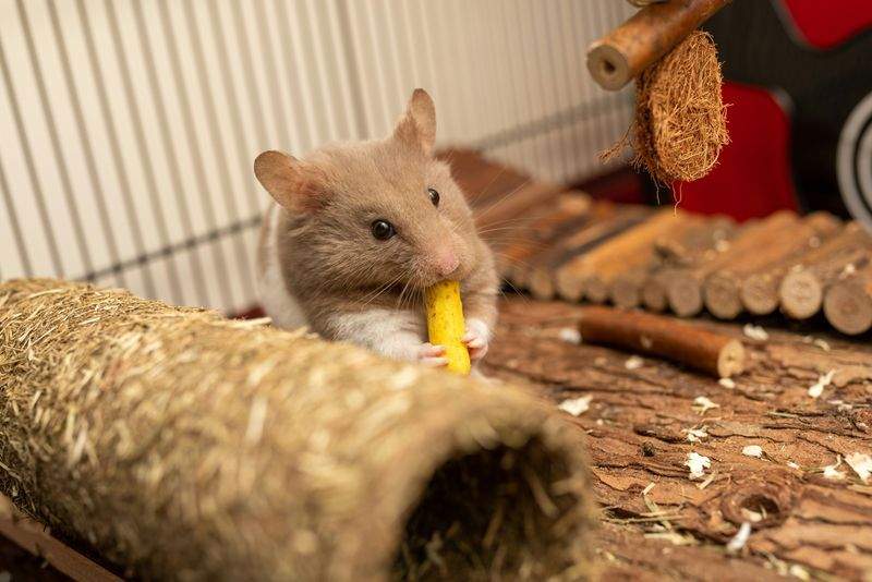 初めての飼育でも安心できる導入サポート